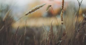 Should You Install Laminate or Luxury Vinyl Plank in Your Kitchen? A Side-by-Side Durability Test After 3 Years