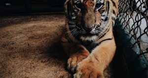 Should You Insulate Your Attic Yourself or Hire a Pro? Real Numbers from 23 Homeowners Who Did Both