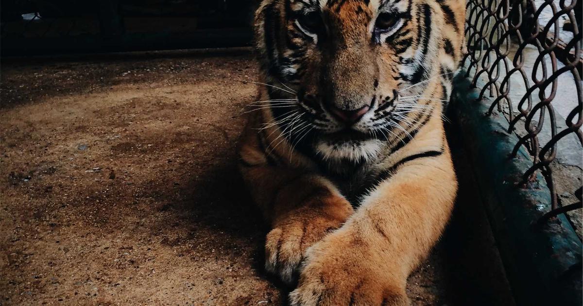 Featured: Should You Insulate Your Attic Yourself or Hire a Pro? Real Numbers from 23 Homeowners Who Did Both